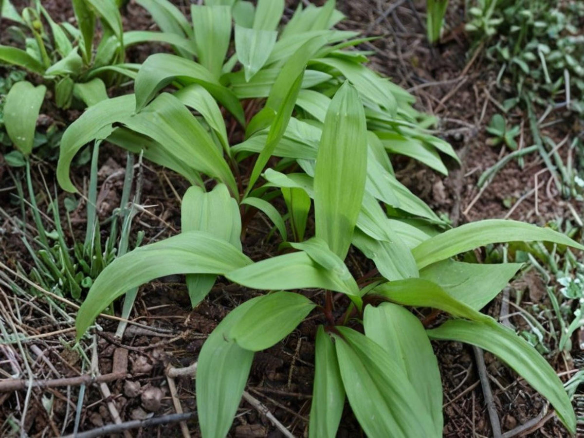 Wild Leek Seeds – Allium tricoccum Vegetable Seeds for Home Garden, Kitchen Garden, Raised Beds, Edible, Naturalistic Planting