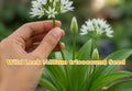 Packera aurea Golden Ragwort Seeds | Native Perennial Wildflower for Pollinator Gardens, Woodland & Rain Gardens