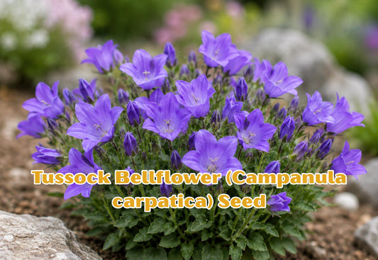 Agastache foeniculum Seeds | Anise Hyssop, Licorice Mint, Blue Giant Hyssop | Fragrant Lavender Blue Flowers | Pollinator Attracting Hardy Perennial Herb
