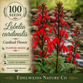 Tussock Bellflower Seeds – Campanula carpatica Blue Perennial for Rock Gardens, Borders & Containers, Summer Blooming Flower
