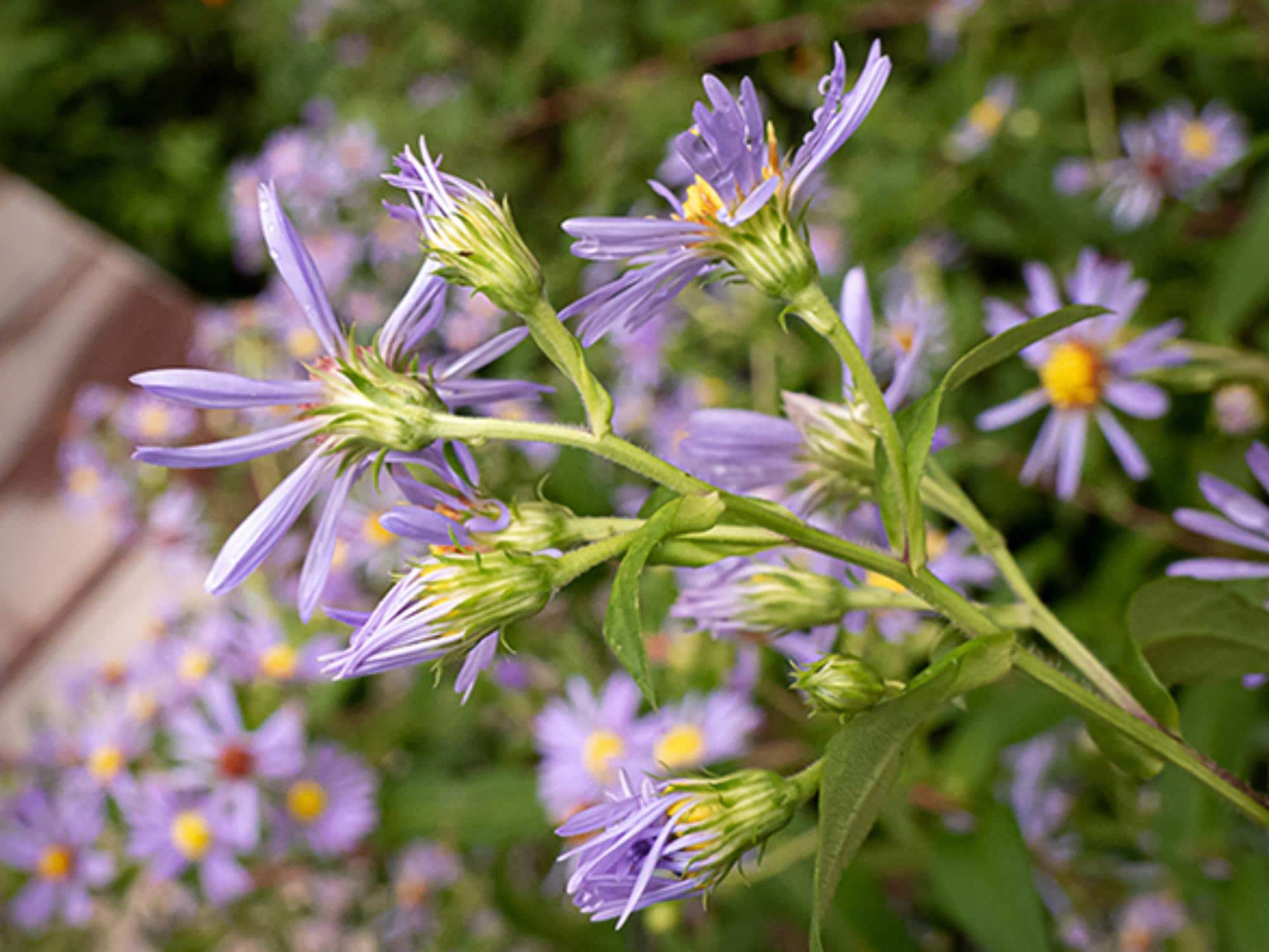 Swamp Aster Seeds – Symphyotrichum puniceum Wetland Wildflower Seeds for Rain Gardens and Moist Garden Spaces