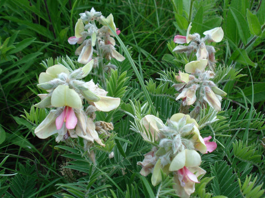 Tephrosia virginiana Seeds Wildflower Seeds for Pollinator Gardens, Cottage, Meadow & Natural Landscapes