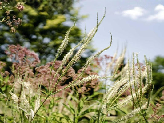 Veronicastrum Virginicum Seeds Wildflower Pollinator Garden Seeds for Cottage, Meadow, Natural Landscaping