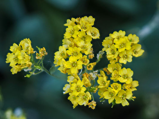 Basket of Gold Seeds – Alyssum saxatile Wildflower Seeds for Pollinator Gardens, Cottage Garden, Natural Landscape, Border Planting