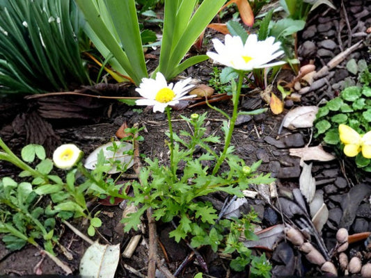 Creeping Daisy Seeds – Chrysanthemum paludosum Wildflower Seeds for Pollinator Gardens, Cottage Garden, Borders & Natural Landscapes
