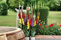 Mixed Gladiolus Bulbs – Garden Flowering Plants, Colorful Blooms, Perennial, Gladiolus spp.