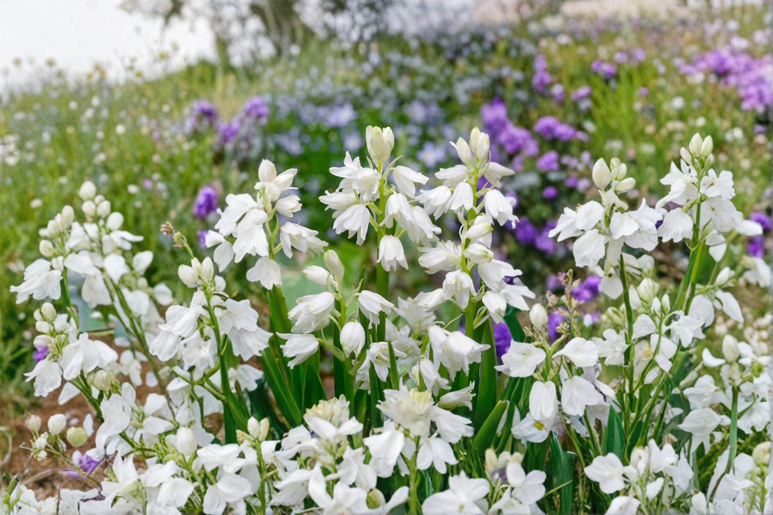 Spanish Bluebell Bulb – Hyacinthoides hispanica, Spring Flowering, Garden Bed, Naturalizing, Perennial, Blue to White