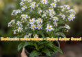 Swamp Aster Seeds – Symphyotrichum puniceum Native Perennial Wildflower for Wetlands, Pollinator Gardens, 100 Seeds