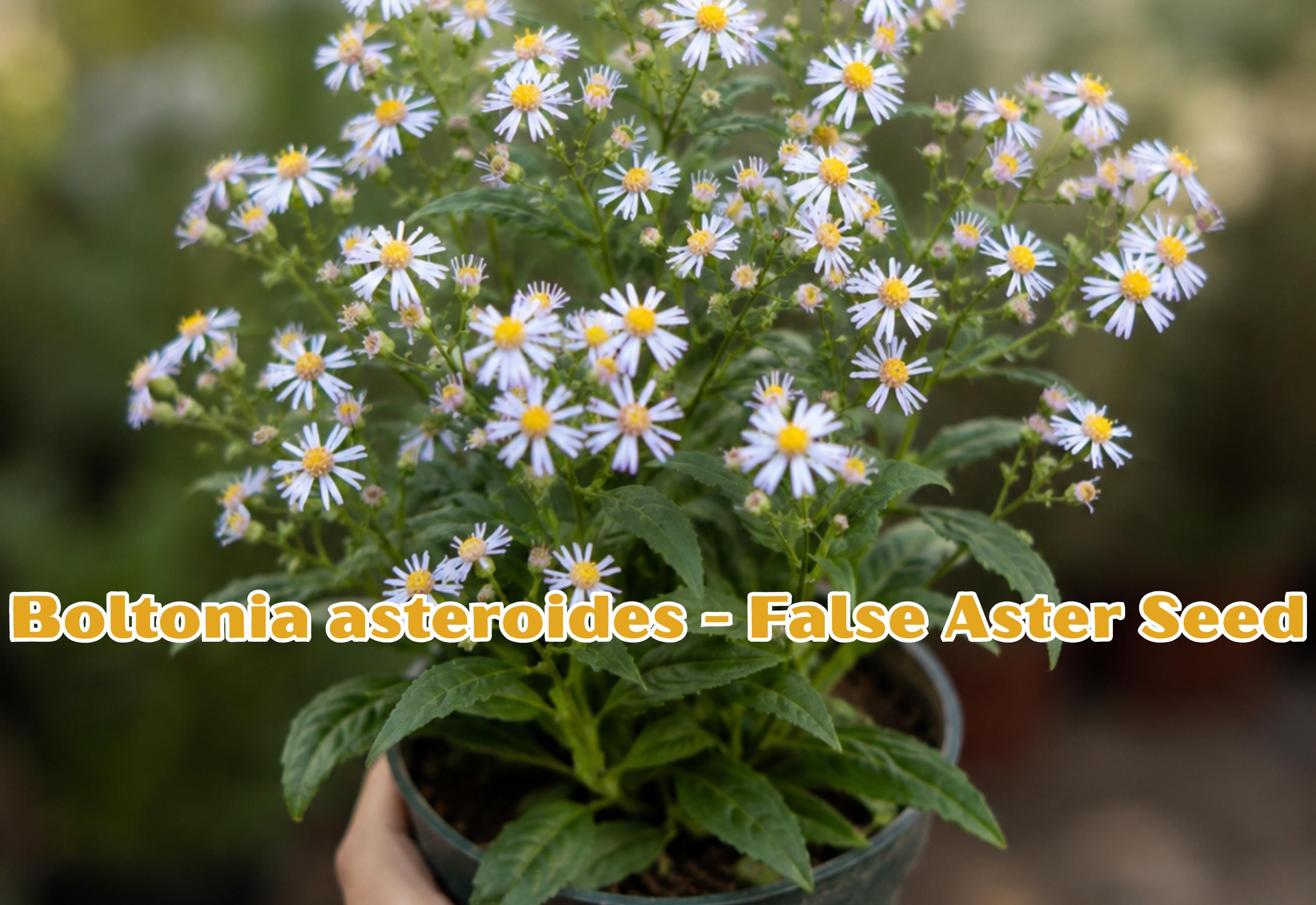 Swamp Aster Seeds – Symphyotrichum puniceum Native Perennial Wildflower for Wetlands, Pollinator Gardens, 100 Seeds