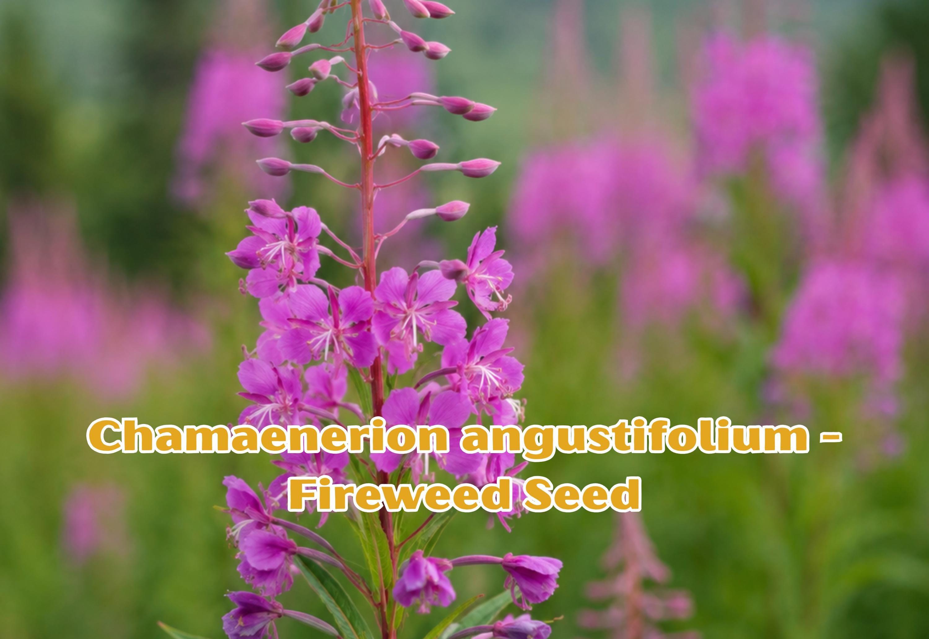 Vietnamese Culantro Seeds | Eryngium foetidum | Tropical Herb for Culinary Use, Ngo Gai, Sawtooth Herb, Cilantro Substitute