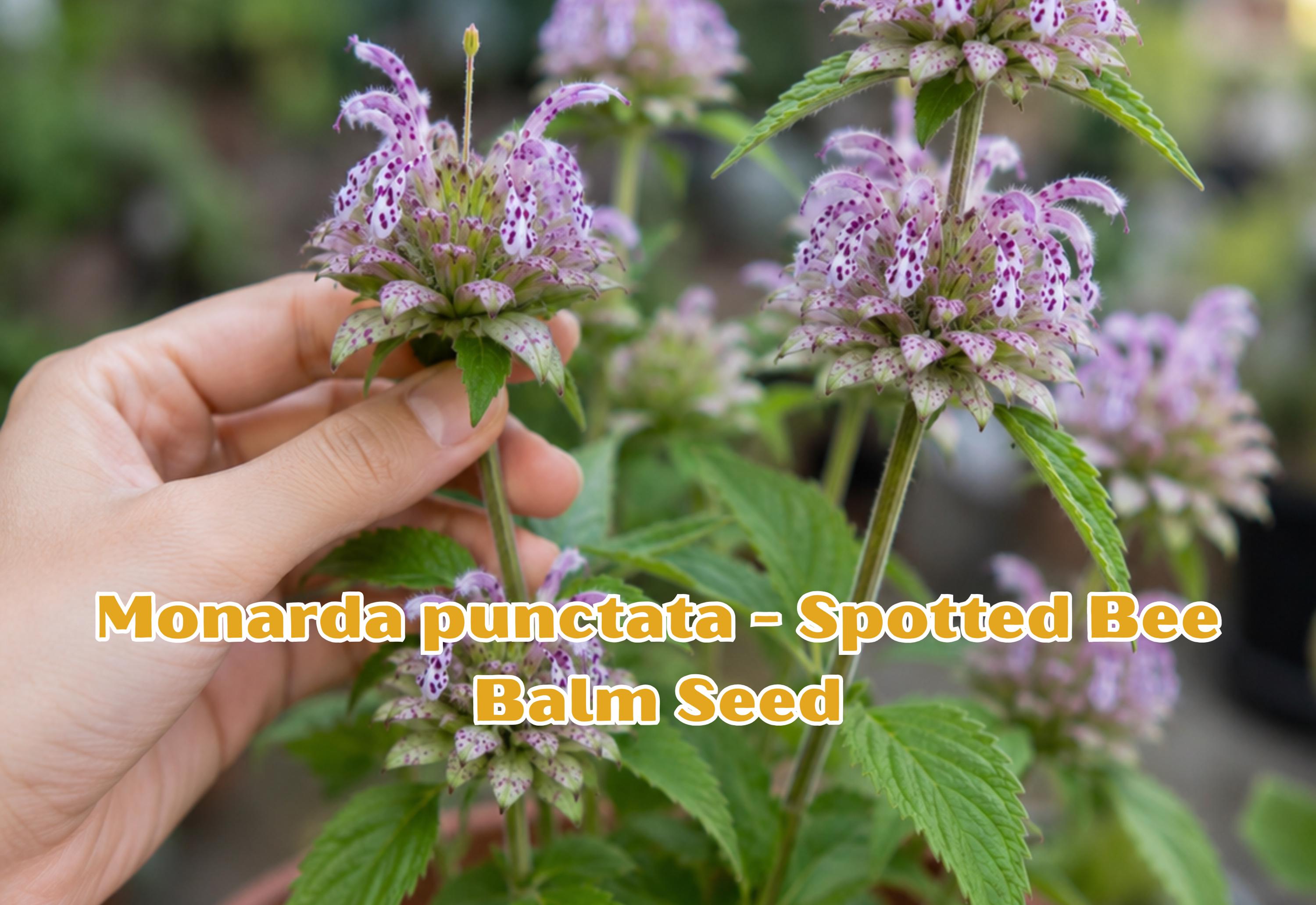 Honey Badger Manzano Pepper Seeds, Heirloom Rocoto Chili, Capsicum pubescens, 20 Premium Seeds