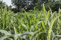 Egyptian Wheat Seeds – Sorghum bicolor Grain Crop for Garden and Field Planting, Tall Grass, Full Sun, Well-Drained Soil