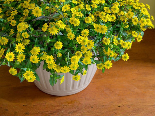 Creeping Zinnia Seeds – Sanvitalia procumbens Wildflower for Pollinator Gardens, Borders & Meadow Plantings