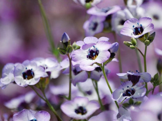Bird's Eyes Wildflower Seeds – Gilia tricolor for Cottage Garden, Pollinator-Friendly, Natural Landscape, 100 Seeds