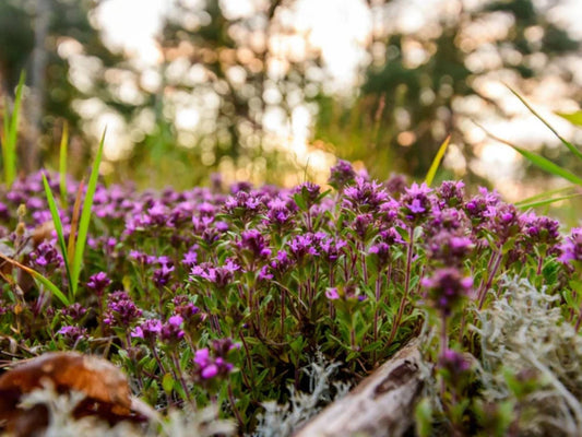 Creeping Thyme Seeds for Planting | Thymus serpyllum Aromatic Garden Plant for Pollinator & Cottage Gardens