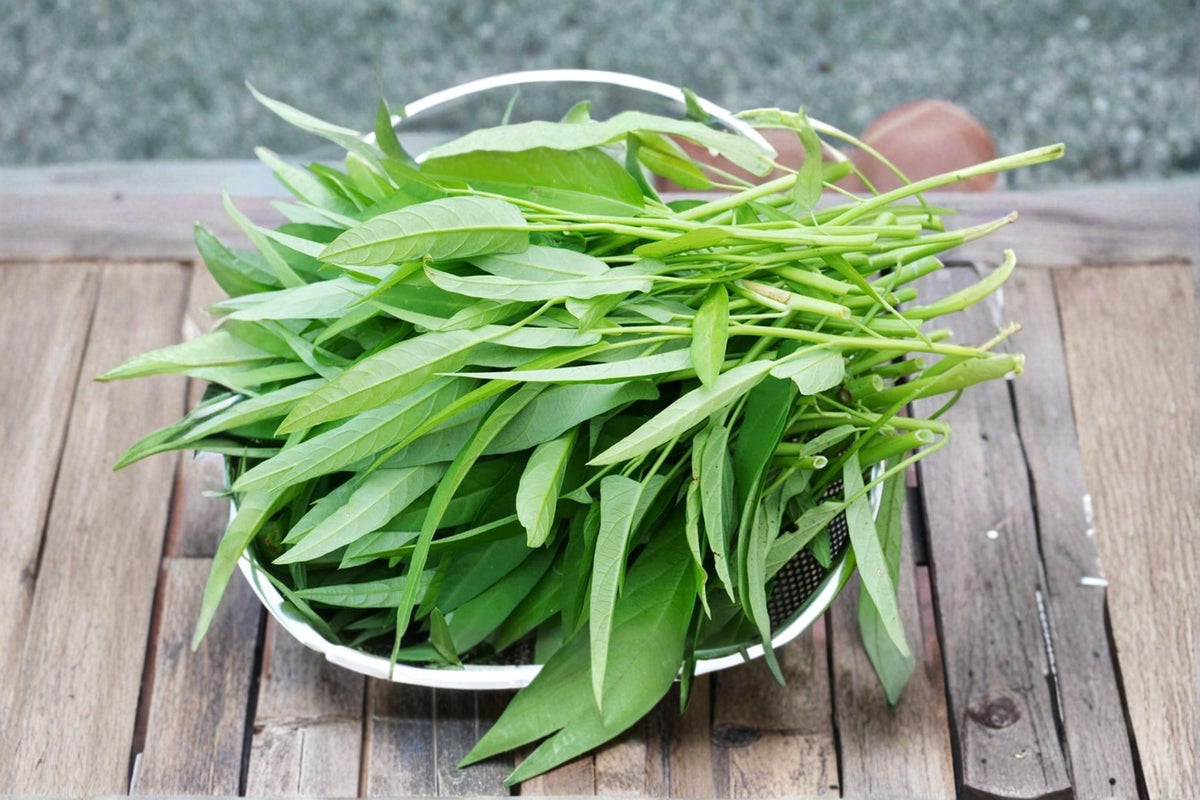 Water Spinach Seeds 500 Pack – Ipomoea aquatica, Ong Choy, Edible Leafy Vegetable for Warm Climate Gardens