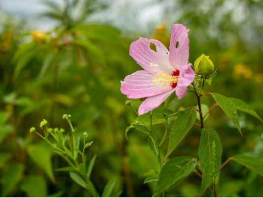 Swamp Rose Mallow Seeds – Hibiscus moscheutos Wetland Wildflower for Rain Gardens & Water Edges, Native Moisture-Loving Plant