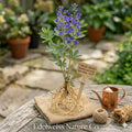 Southern Blueberry Seeds – Evergreen Berry Shrub, Edible Blue to Black Berries, Vaccinium spp., Heat Tolerant, Full Sun