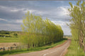 Austree Willow Cuttings – Salix spp. – Deciduous Tree for Landscaping & Screening