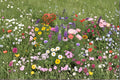 Perennial Wildflower Seed Mix Kit – Mixed Species for Naturalized Gardens, Pollinator & Meadow Landscaping