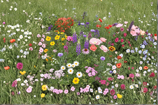 Perennial Wildflower Seed Mix Kit – Mixed Species for Naturalized Gardens, Pollinator & Meadow Landscaping