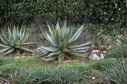 Aloe Spectabilis Seeds – Succulent Plant for Garden & Container, Drought Tolerant, Full Sun, Well-Drained Soil, 30 Seeds