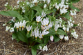 Midland Shooting Star Seeds – Dodecatheon meadia Perennial Wildflower for Native Gardens, Prairie & Woodland Planting