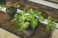 Gingerland Caladium Bulb – Caladium bicolor Foliage Plant for Shade Gardens & Containers