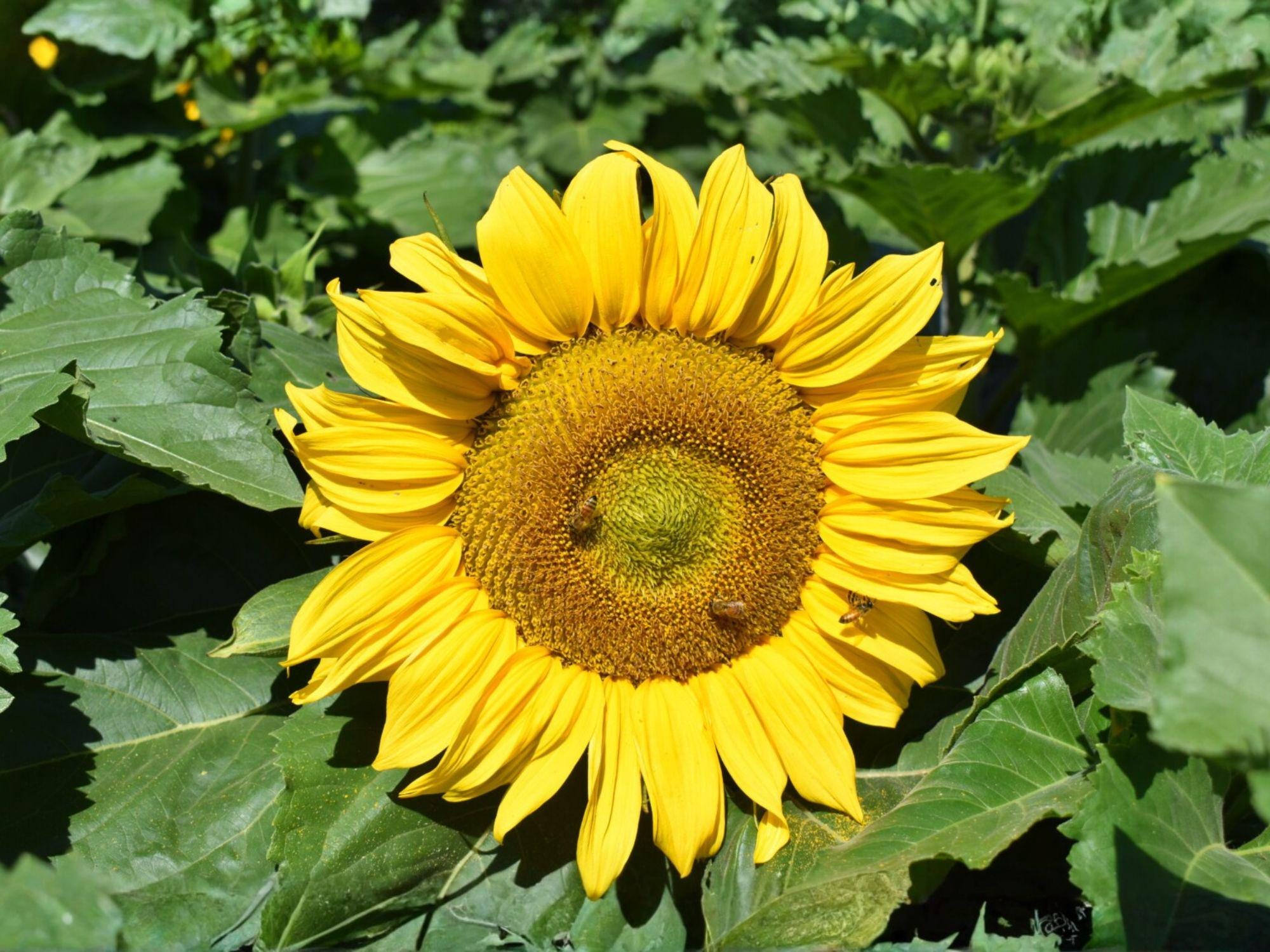 Sunflower Seeds Dwarf Sunspot Helianthus annuus for Patio Pots & Gardens, Bright Golden Yellow Blooms