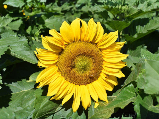 Sunflower Seeds Dwarf Sunspot Helianthus annuus for Patio Pots & Gardens, Bright Golden Yellow Blooms