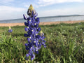 Texas Bluebonnet Seeds - Lupinus texensis Wildflower Seeds for Pollinator Gardens, Cottage Prairie, Spring Blooms