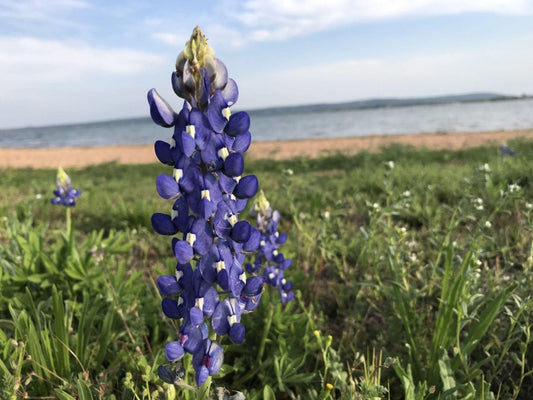 Texas Bluebonnet Seeds - Lupinus texensis Wildflower Seeds for Pollinator Gardens, Cottage Prairie, Spring Blooms