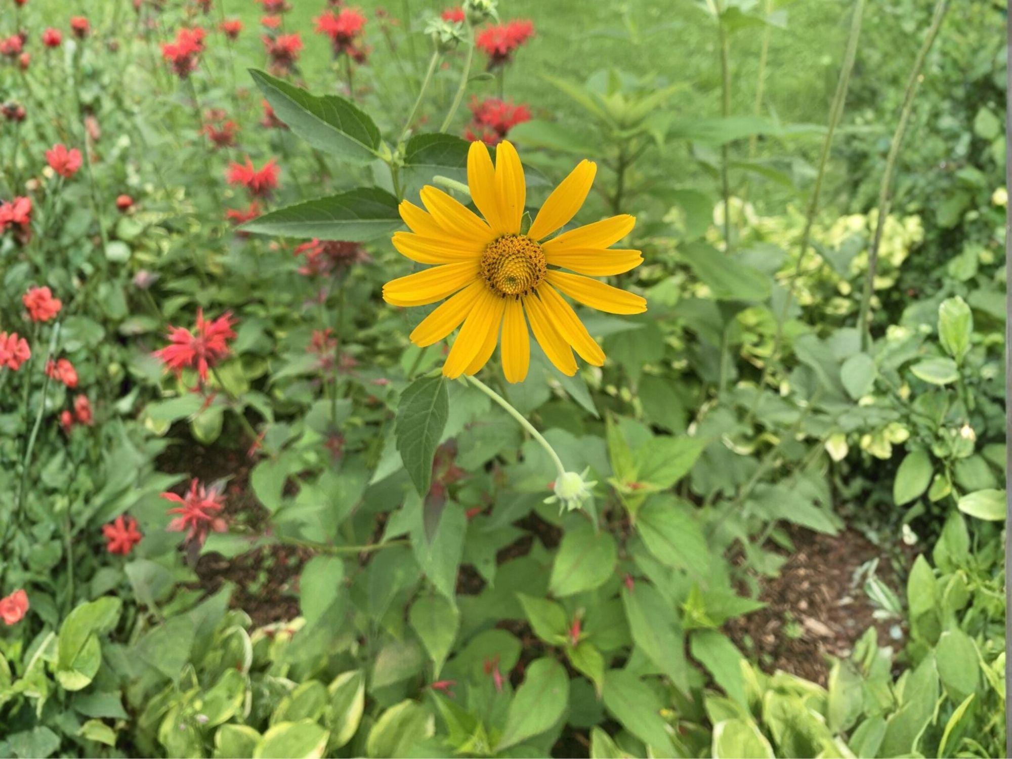 Early Sunflower Seeds - Perennial Wildflower for Pollinator Gardens & Cottage Borders - Heliopsis helianthoides