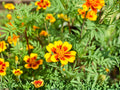 Dainty Marietta French Marigold Seeds, Bicolor Yellow & Mahogany Red, Heirloom Tagetes Patula, Pollinator-Friendly Annual Flowers