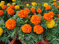 Crackerjack African Marigold Seeds – Tall Heirloom Tagetes Erecta Flowers for Cottage Gardens & Pollinator Beds