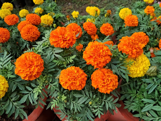 Crackerjack African Marigold Seeds – Tall Heirloom Tagetes Erecta Flowers for Cottage Gardens & Pollinator Beds