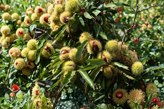 Chestnut Tree Seeds – 6 Pack, Nut-Producing Deciduous Tree for Outdoor Planting, Full Sun, Well-Drained Soil