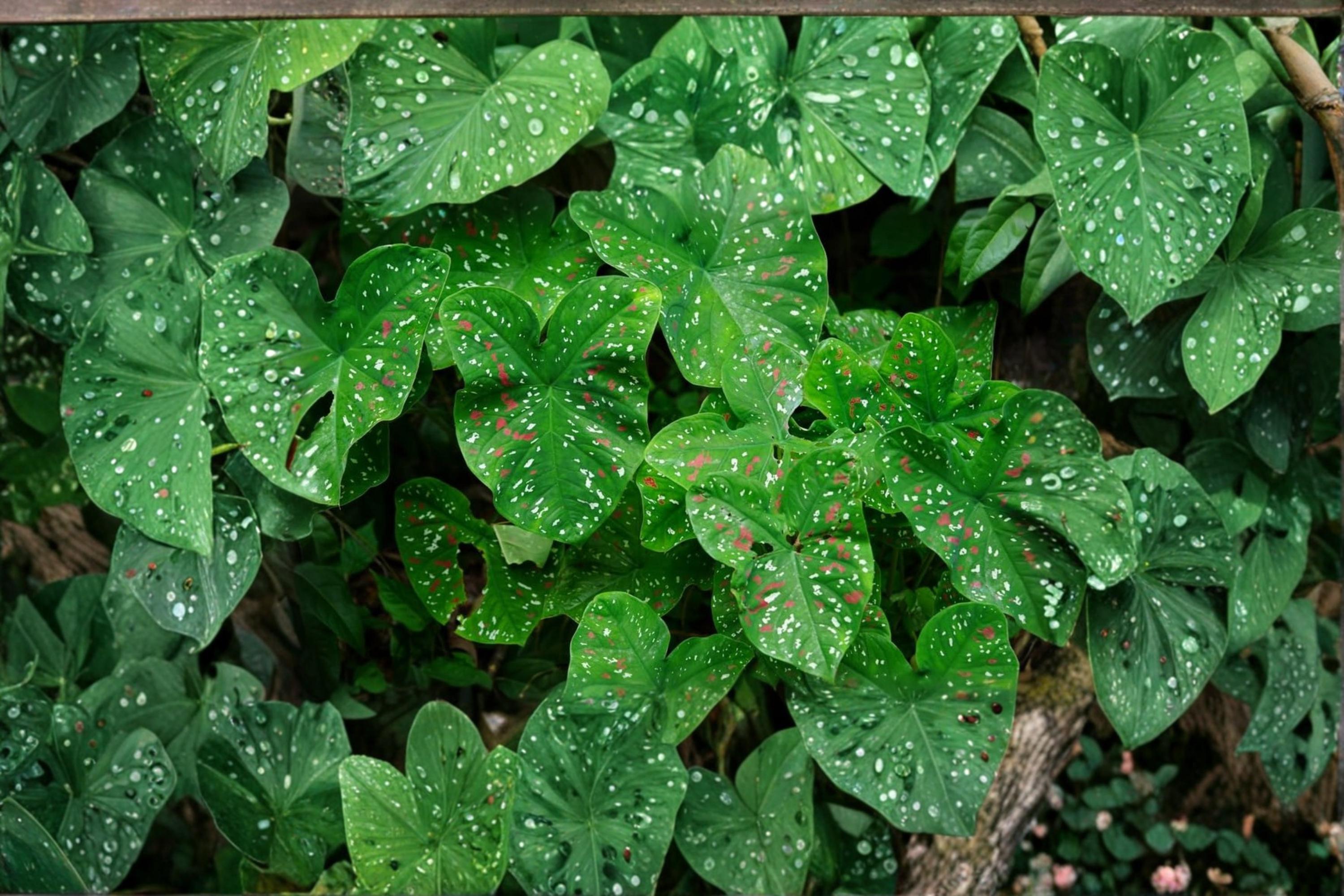 Florida Clown Caladium Bulbs – Caladium bicolor Foliage Plant for Shade Gardens & Containers, Pack of 10