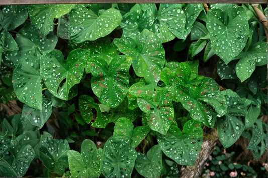 Florida Clown Caladium Bulbs – Caladium bicolor Foliage Plant for Shade Gardens & Containers, Pack of 10