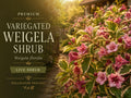 Golden Globe Arborvitae Cuttings – 10 Unrooted Evergreen Shrub Plants – Thuja occidentalis ‘Golden Globe’