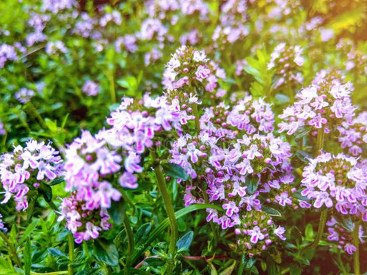 Wild Thyme Seeds for Planting | Thymus pulegioides Aromatic Garden, Pollinator & Cottage Garden Plant, Seed Pack of 100