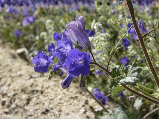 California Bluebells Seeds – Phacelia campanularia Wildflower Seeds for Pollinator Gardens, Cottage, Meadow & Natural Landscapes