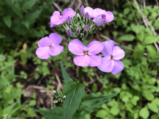 Dames Rocket Seeds – Hesperis matronalis Wildflower Seeds for Pollinator Gardens, Cottage Garden, Meadow Plantings