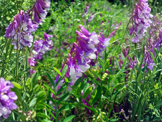 Hairy Vetch Purple Bounty Seeds – Vicia villosa Wildflower for Pollinator Gardens, Vertical Planting, Cottage Garden, 100 Seeds