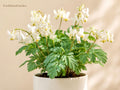 Dutchman's Breeches Bare Root Perennial – Dicentra cucullaria, Native Woodland Flower, Early Spring Bloom, Shade Garden Plant, 5 Dormant Roots