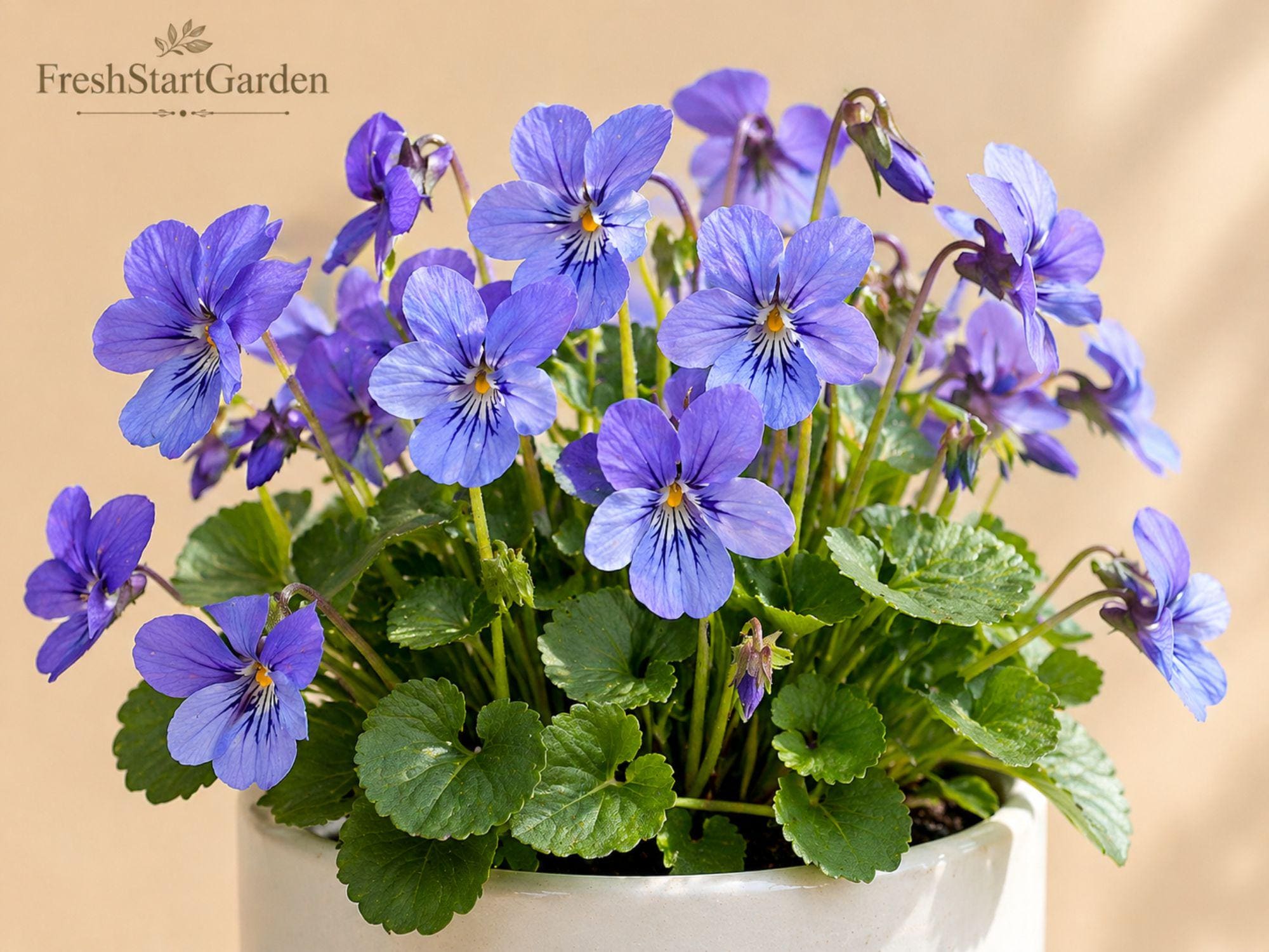 Downy Wood Mint Seeds (Blephilia ciliata) – Native Wildflower for Pollinators, Fragrant Lavender Blooms, Prairie & Woodland Gardens