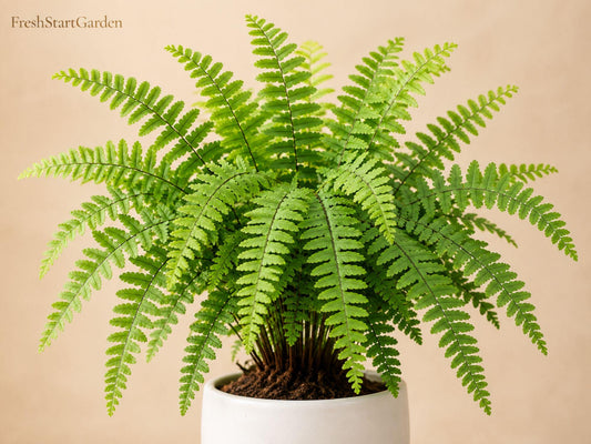 10 Bare Root Northern Maidenhair Fern Adiantum pedatum Shade Garden Fern for Woodland & Shade Landscaping
