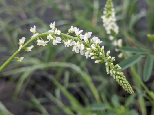 White Blossom Sweet Clover Seeds – Melilotus alba Wildflower Seeds for Pollinator Gardens, Cottage Garden, Natural Landscape