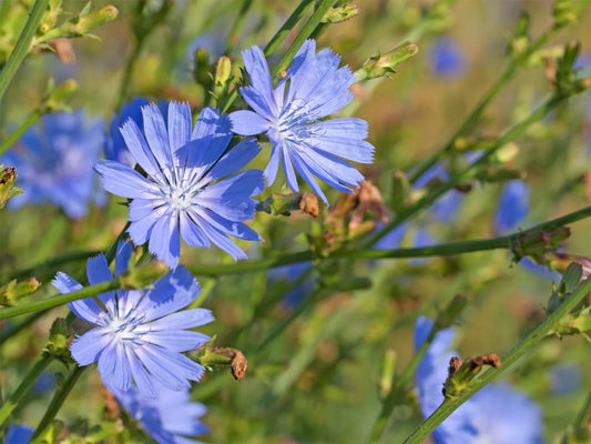 Blue Chicory Seeds for Planting, Cichorium intybus, Cottage Garden & Pollinator-Friendly, 100 Seeds