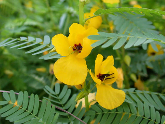 Partridge Pea Seeds – Chamaecrista fasciculata Wildflower Seeds for Pollinator Gardens, Cottage Garden, Naturalistic Landscaping